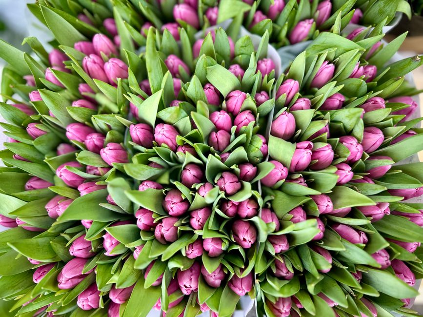 A close-up view of a large bouquet of fresh pink tulips with closed buds, surrounded by green leaves, arranged in a spherical shape. The tulips are tightly packed, exhibiting smooth, rounded petals an