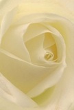 This photograph immerses you within the heart of a cream-white rose as if you were seated among its smooth, spiraling petals. Each layer is so soft, with a texture that entices the fingertips, capturing the silken touch that only fresh roses like those found at Marylebone Florist can achieve. Gentle shadows dance among the curls, and daylight from a Marylebone window bathes the bloom in a peace-filled glow. The mood is meditative-echoing moments of silent reflection in Paddington Street Gardens or a private word of admiration exchanged along New Cavendish Street. Subtle, sweet notes of fragrance seem to drift from the image, reinforcing a sense of purity and honest sentiment. This rose stands as a tranquil symbol in the Marylebone community, its understated beauty and soulful presence a tribute to the art of local floristry and the quiet power of heartfelt, meaningful gestures.